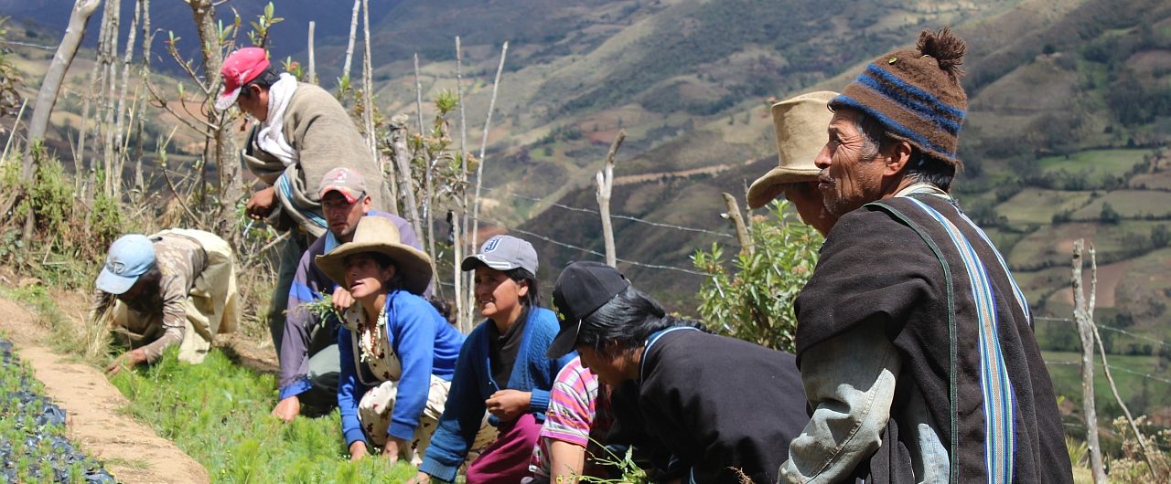 Aufforstungsprojekt von Norandino in Peru (Foto: Norandino/ Ethiquable)